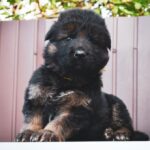 O’Hara German Shepherd