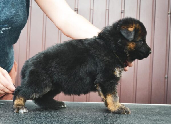 Omra German Shepherd