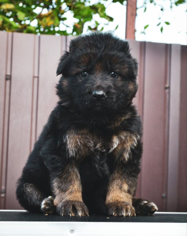 Omra German Shepherd