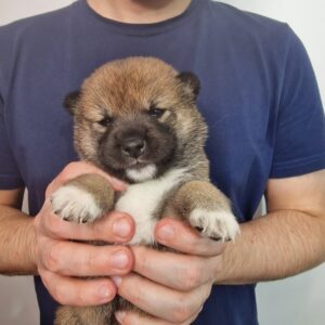 Onika Shiba Inu