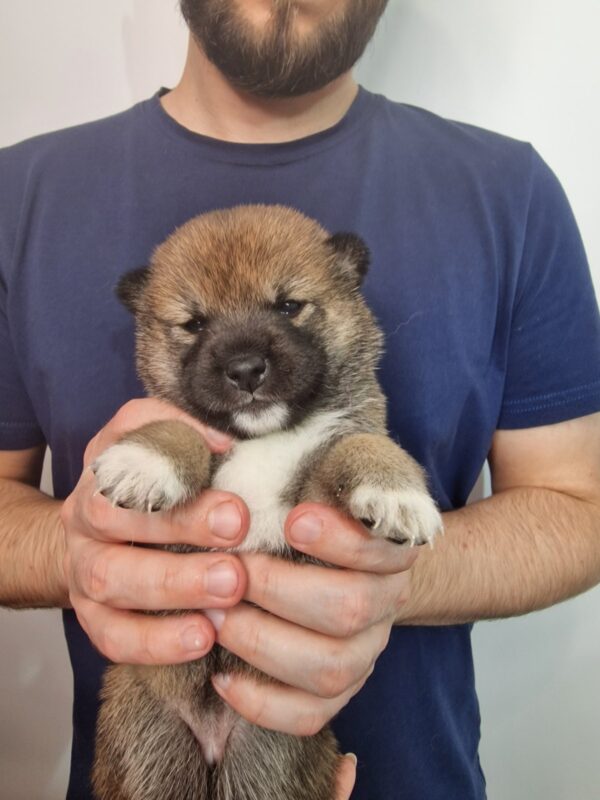 Onika Shiba Inu