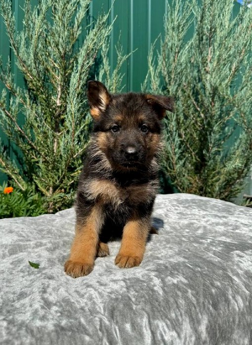 Ophelia German Shepherd