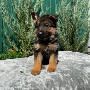 Ophelia German Shepherd