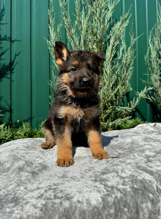 Ophelia German Shepherd