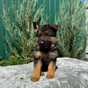 Ophelia German Shepherd