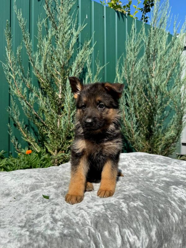 Ophelia German Shepherd