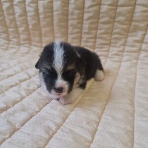 Oprah Welsh Corgi