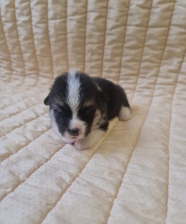 Oprah Welsh Corgi