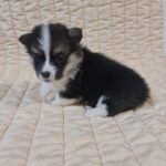 Oprah-female-welsh-corgi-puppy-for-sale- (1)