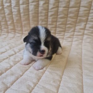 Oprah Welsh Corgi