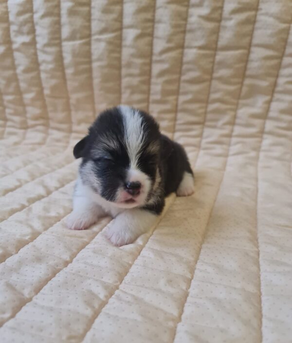 Oprah Welsh Corgi