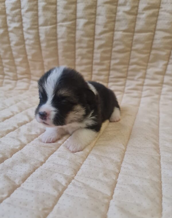 Oprah Welsh Corgi