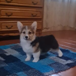 Oprah Welsh Corgi Oprah Welsh Corgi