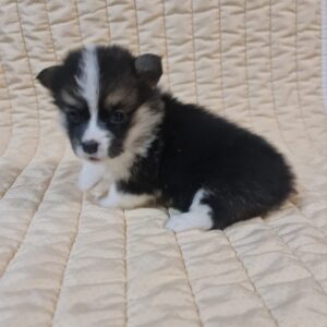 Oprah Welsh Corgi