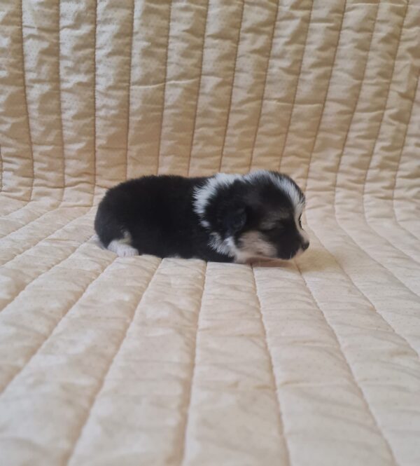 Oprah Welsh Corgi