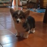 Oprah-female-welsh-corgi-puppy-for-sale- (1)