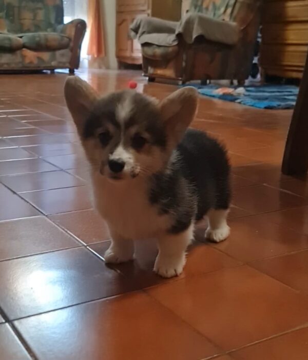 Oprah Welsh Corgi Oprah Welsh Corgi