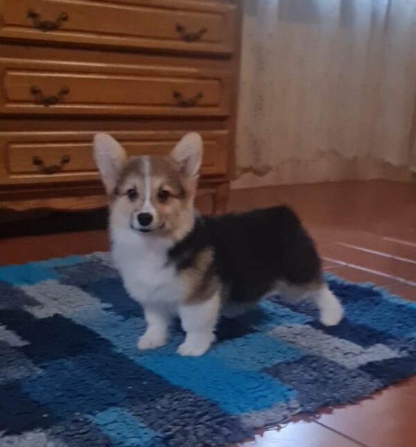 Oprah Welsh Corgi Oprah Welsh Corgi