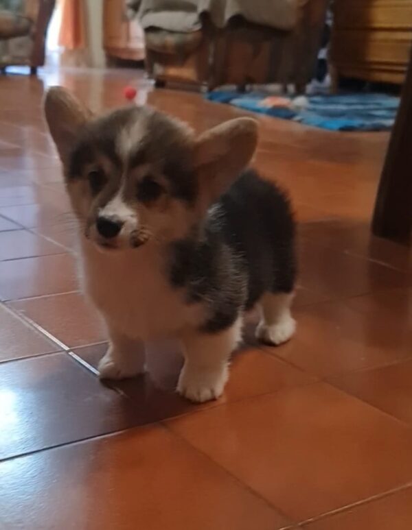 Oprah Welsh Corgi Oprah Welsh Corgi