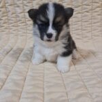 Oprah-female-welsh-corgi-puppy-for-sale- (2)