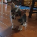 Oprah-female-welsh-corgi-puppy-for-sale- (3)