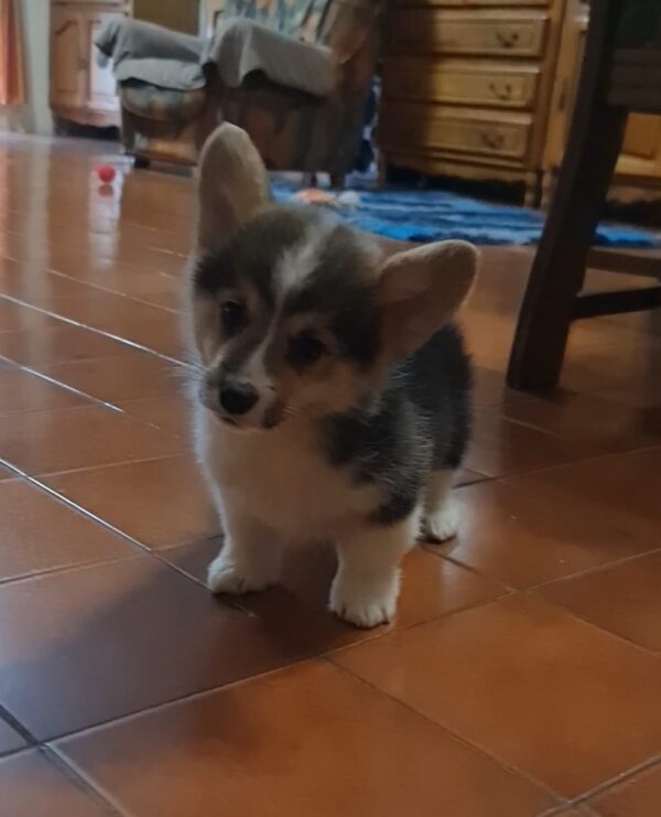 Oprah Welsh Corgi Oprah Welsh Corgi