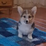 Oprah-female-welsh-corgi-puppy-for-sale- (3)