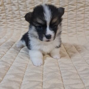 Oprah Welsh Corgi