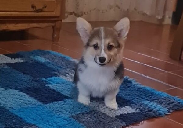 Oprah Welsh Corgi Oprah Welsh Corgi