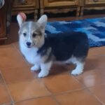 Oprah-female-welsh-corgi-puppy-for-sale- (4)