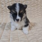 Oprah-female-welsh-corgi-puppy-for-sale- (4)