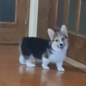 Oprah Welsh Corgi Oprah Welsh Corgi