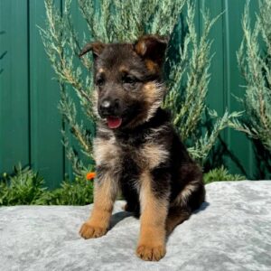 Orianna German Shepherd