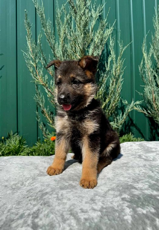 Orianna German Shepherd