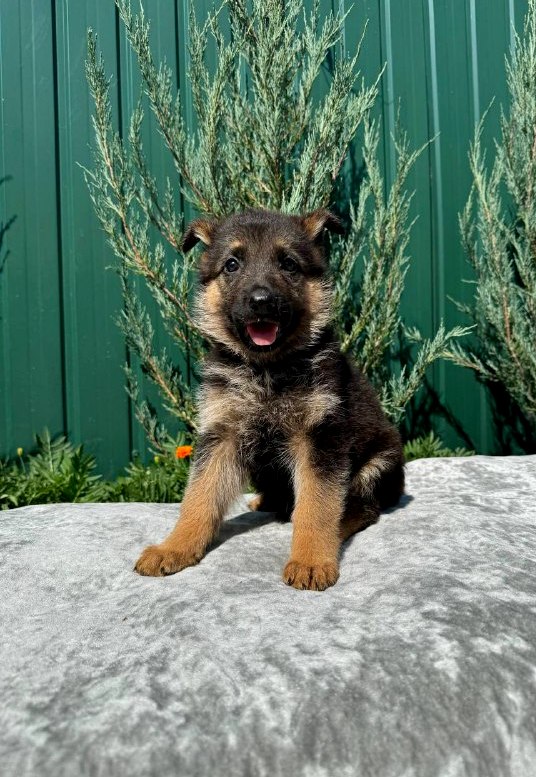 Orianna German Shepherd
