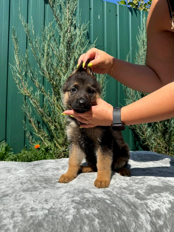 Orianna German Shepherd