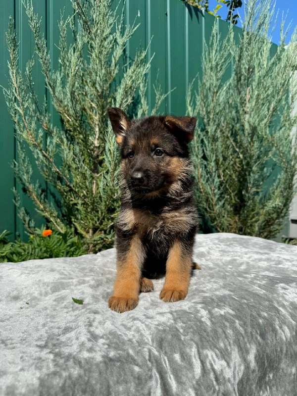 Orianna German Shepherd