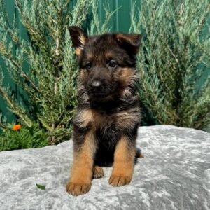 Orianna German Shepherd