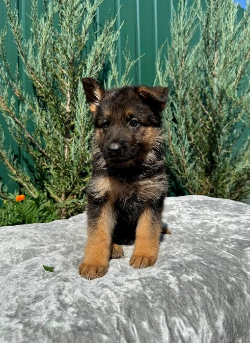 Orianna German Shepherd