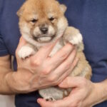 Onika Shiba Inu