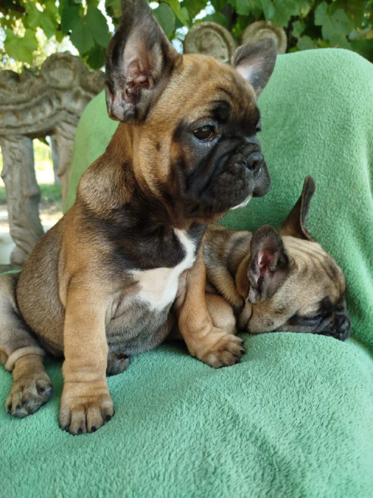 French Bulldog Dogs and Puppies for sale - Technical View