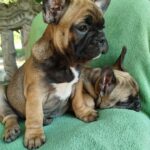 Oberon French Bulldog