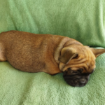 Orly-female-French-bulldog-puppy-for-sale-2