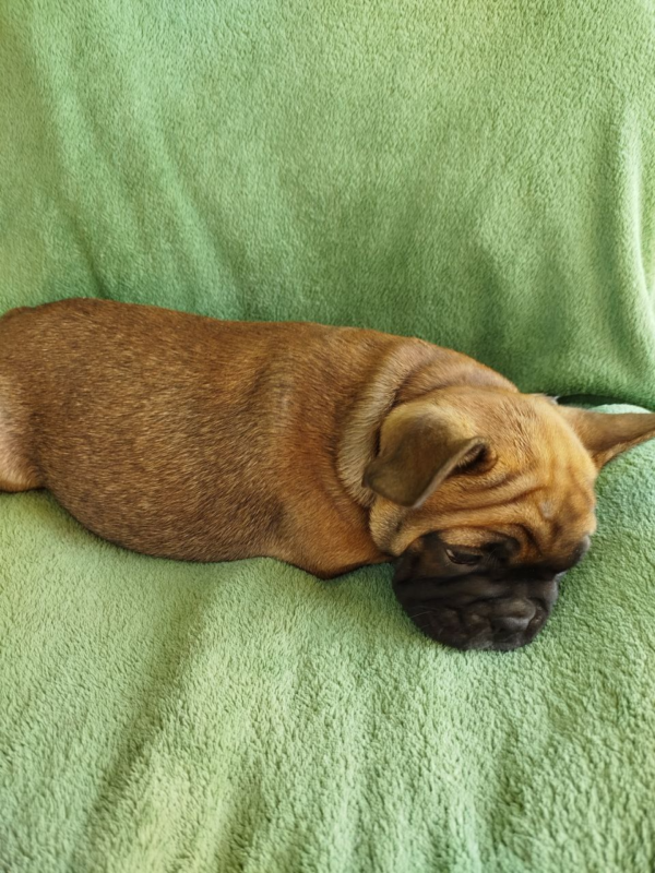 Orly French Bulldog