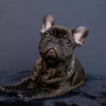 Oscar-male-french-bulldog-puppy-for-sale-1 (1)