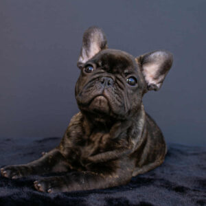 Oscar French Bulldog