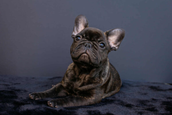Oscar French Bulldog