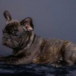 Oscar-male-french-bulldog-puppy-for-sale-1 (2)