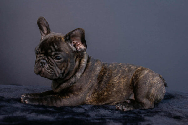 Oscar French Bulldog