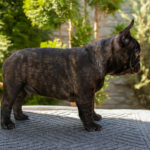 Oscar-male-french-bulldog-puppy-for-sale-1 (3)
